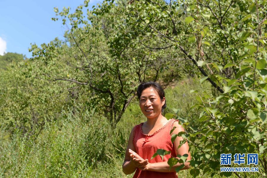 8月18日，在河北平泉县瓦庙村，一名村民站在自家的山杏树旁