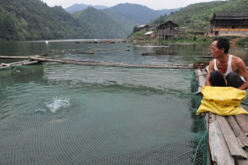 2013年9月1日，网箱鱼养殖户吴开化在撒料喂鱼