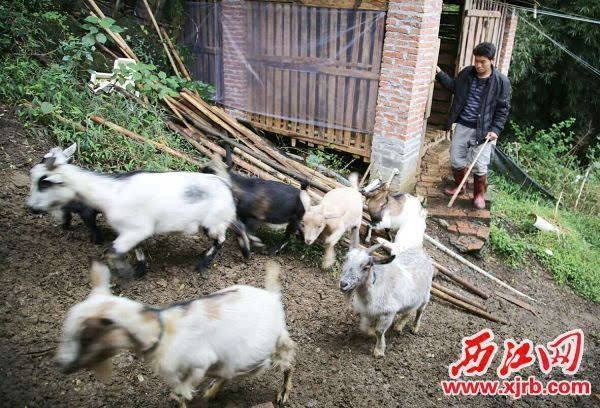 卢子甘放弃打工回乡养殖石山羊 成村民致富“领头羊”