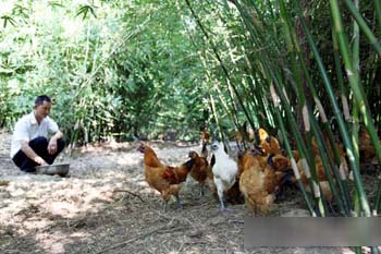 泸州纳溪竹林鸡 标准生产利不低