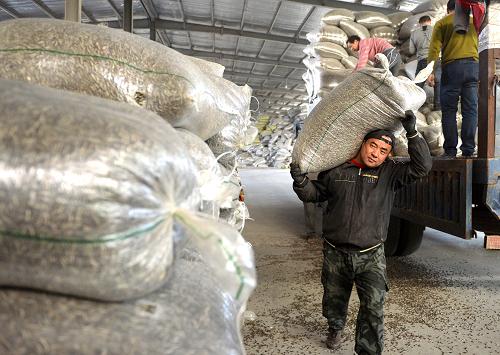 10月26日，工人在五原县轩达食品有限公司搬运葵花籽。