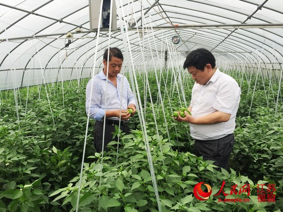 路晓华（右）向菜农了解大棚中青椒种植的情况