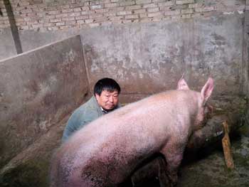 “马式养猪”赛白领 帮猪配种管授精