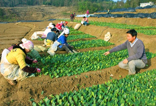 贵州晴隆县：访农家 看增收 小小茶苗赚大钱
