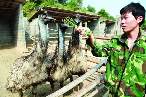 近日，全州县黄沙河镇石城村青年农民蒋宏伟在自己的养殖场里给鸵鸟喂食。