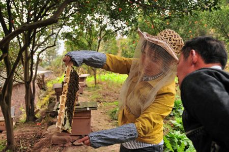 彝良县洛旺发挥优势林下养蜂助农增收