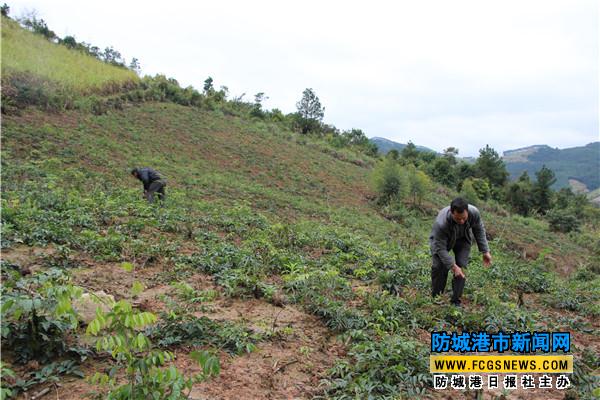 种植牛大力 上思县南屏乡村民共寻致富路