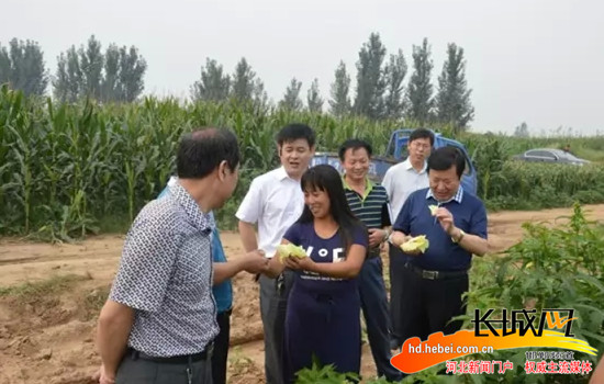 “赤脚医生”杨玉红华丽变身“中药材女王”