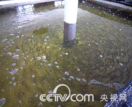 cctv致富经：丰万宝卖鱼 一公斤两千元