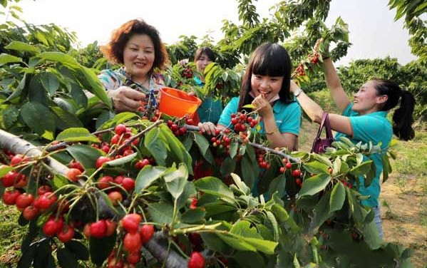 江苏赣榆区大樱桃成熟上市 每亩年纯收入可达3万多元