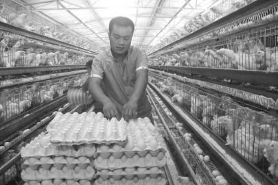 四川宜宾县：卢生亮专注卖鸡蛋 现代化设备一条龙