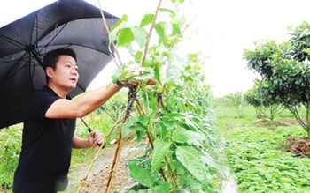 徐斌在自己的农场上查看种植蔬菜的成熟情况。