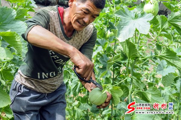 忻州甜瓜 立体种植富农家