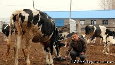 宫文成：“牛劲”开拓奶牛增收路