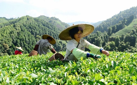 茶产业成广西昭平新兴绿色支柱优势产业助农增收