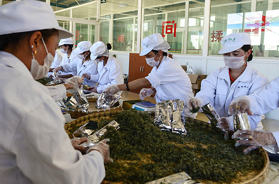 8月20日，雪域俄色茶厂工作人员在包装茶叶