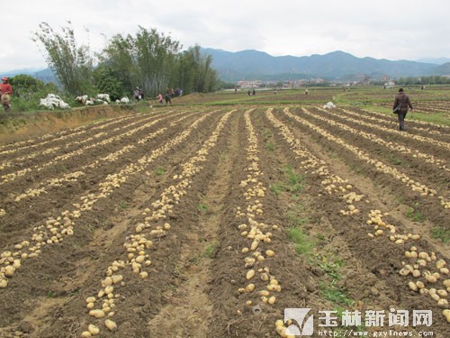 小土豆成农民增收“金豆豆”