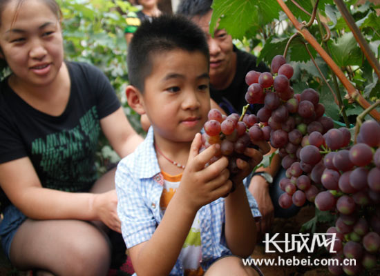小朋友也来观赏葡萄。