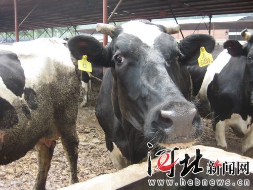走进魅力涿州之一—二牛的故事