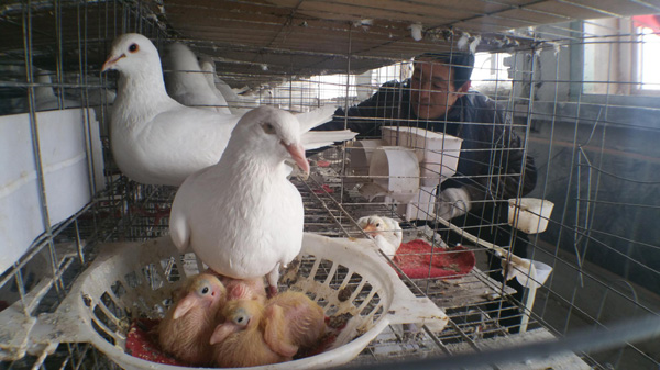 图为杜亚峰在精心喂食肉鸽。