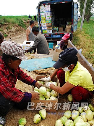 内蒙古巴彦淖尔：甜瓜变“金瓜” 铺就农民致富路2