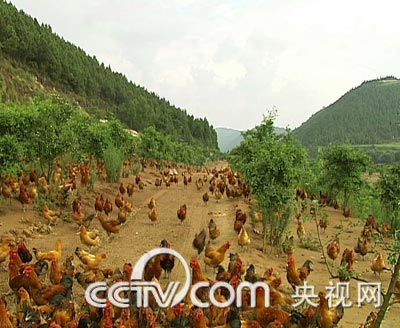 cctv致富经:李佳朋的530万只土鸡不愁卖