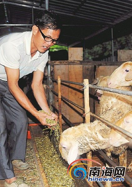 村民用桑枝喂羊。