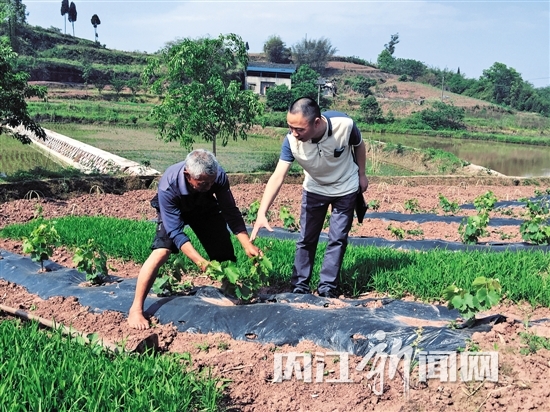 种甘蔗葡萄，饲养生猪 “硬老汉”走上脱贫致富路