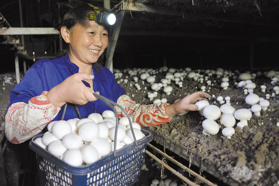 台州温岭菇棚用上空调嫩白夏菇年产三季