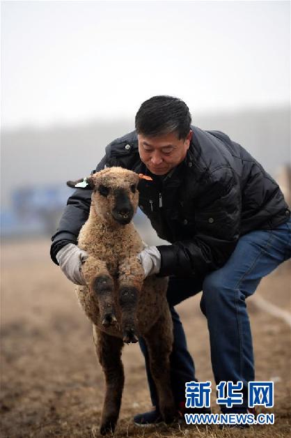 11月18日，任长河在养殖场内观察汗普士羊羔的成长情况。