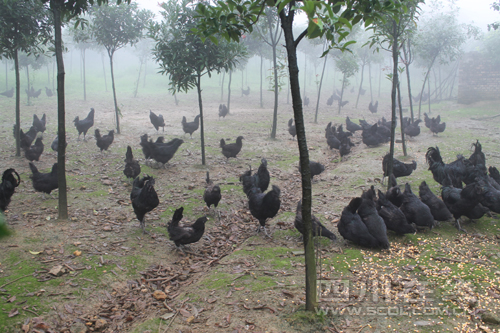 泸州：林下养乌鸡致富有“钱”途