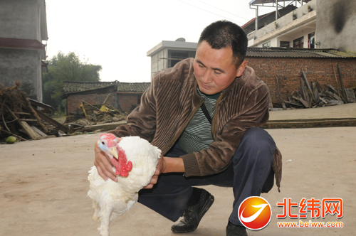 小山村里火鸡自在跑 外来鸡种带火全村养殖