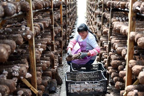 9月21日，一名当地农村妇女在食用菌智能化标准菇棚采摘香菇