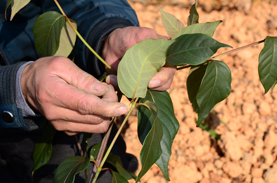 2014年1月19日，在潘德喜的和胜中药材种植基地，金钩藤已开始长出小金钩。