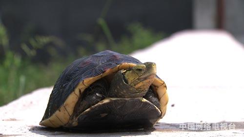 浙江诸暨市：破产之后靠甲鱼翻身（致富经）（图：3）