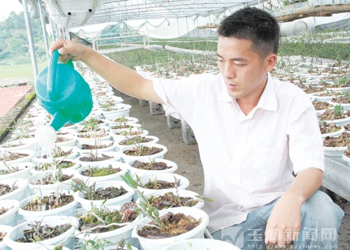 容县扶持农民种“致富草”