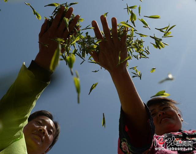 南茶北移，香溢河北太行深处