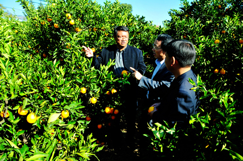 州城镇党委书记、镇长与专家在柑橘示范园总结先进种植经验