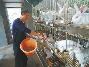 重庆武隆县：牧草养兔恁好赚 年纯收入二十万