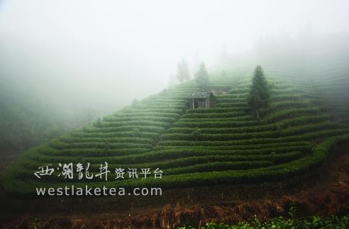 这里的山地，一年中有好多天气都是云雾笼罩，最适合种茶了。在谢友忠开成梯田种茶以前，大都荒芜着。