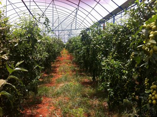 云南玉溪市峨山县甸中镇发展温带水果产业是农民增收致富的可行之路
