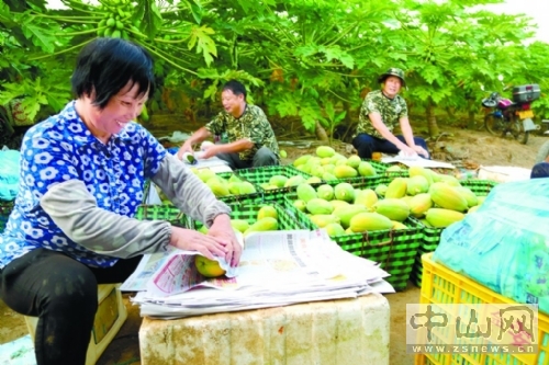 广东中山合作社实行标准化种植 果农年赚百万