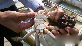螃蟹出口做检测 75项全合格