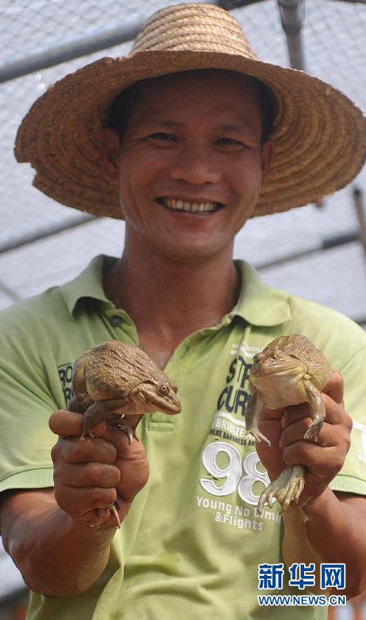 6月20日，在邱芝芬的虎纹蛙养殖大棚内，技术员在展示种蛙。