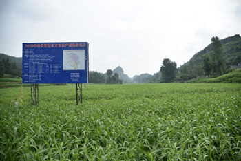 黔西南州兴仁县薏仁米种植基地。
