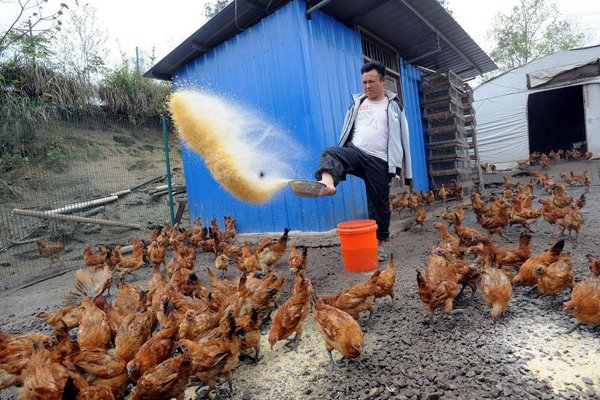 2016年3月30日，重庆涪陵区增福村延寿村，27岁无臂青年吴晓凡用脚指夹着盆给鸡喂饮料。