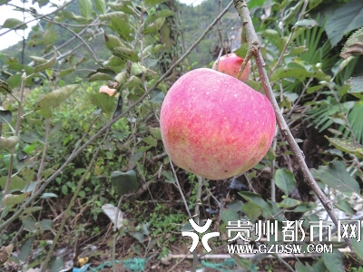 贵州农民企业家在石漠化地区种植苹果成功