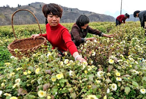河北邢台：山区农民种植杭白菊促增收