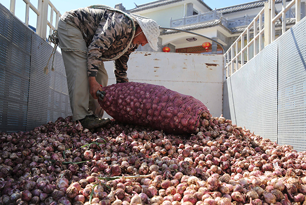 2月4日，客商在云南洱源县右所镇一农贸市场收购大蒜。
