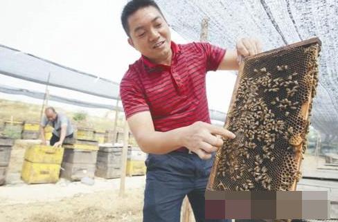 广东东莞市大朗镇：蜂农抱成团 经营“甜蜜蜜”